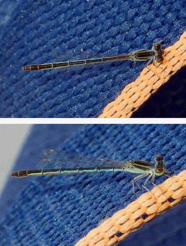 Agriocnemis nana